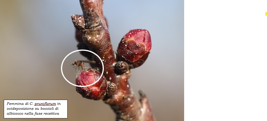 Contarinia_pruniflorum_albicocco_inside.jpg
