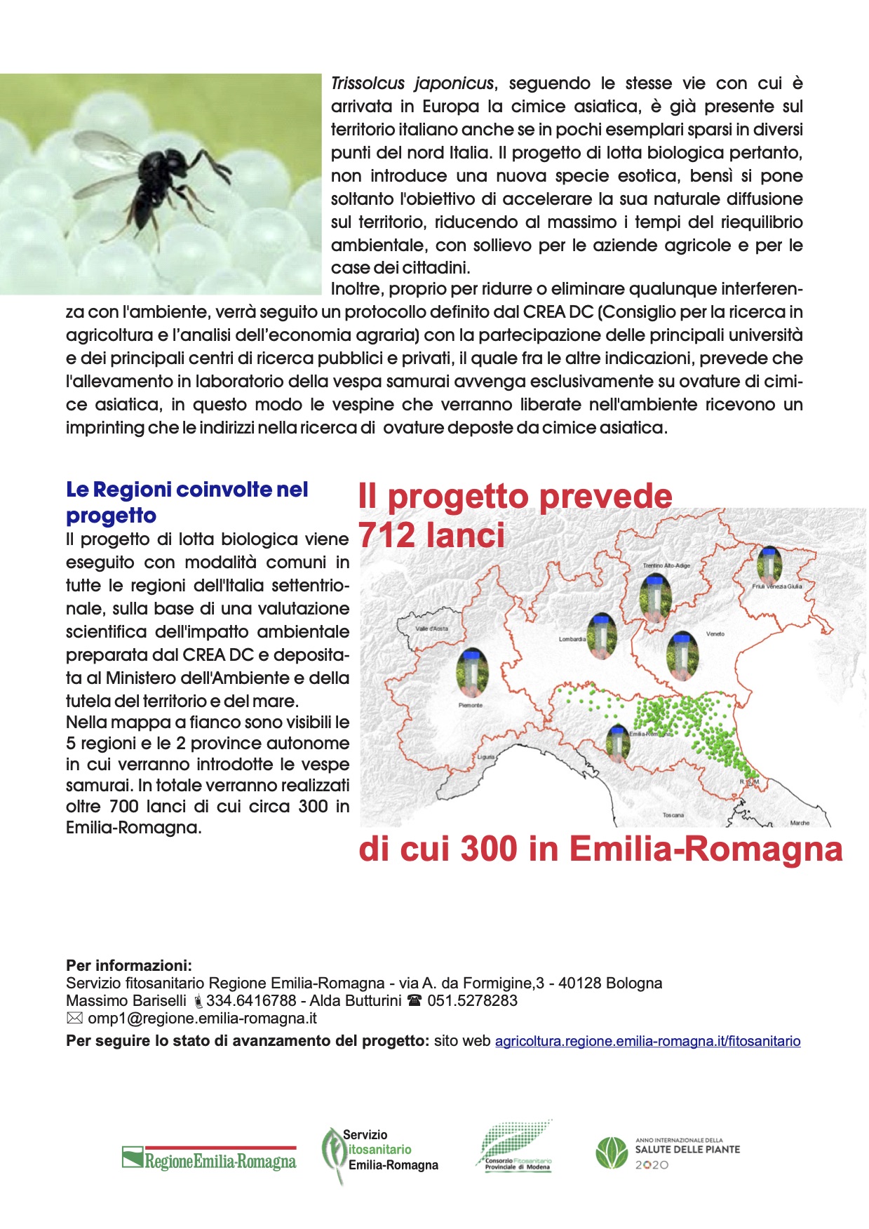 Volantino_Trissolcus_japonicus_2.jpg