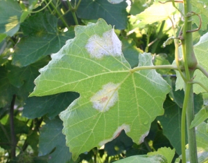Peronospora.jpg