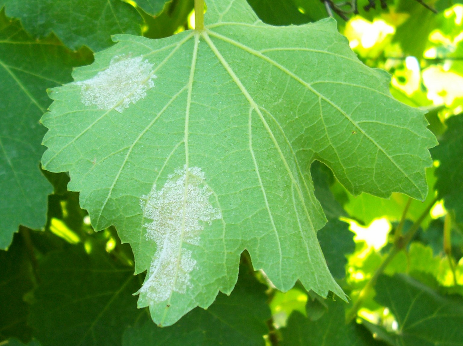 Sintomi_su_foglia_6_-_Copia.jpg