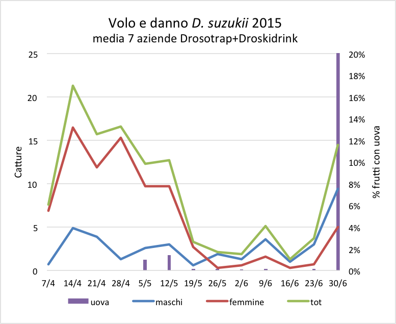 Volo_suzukii_luglio_2015.png