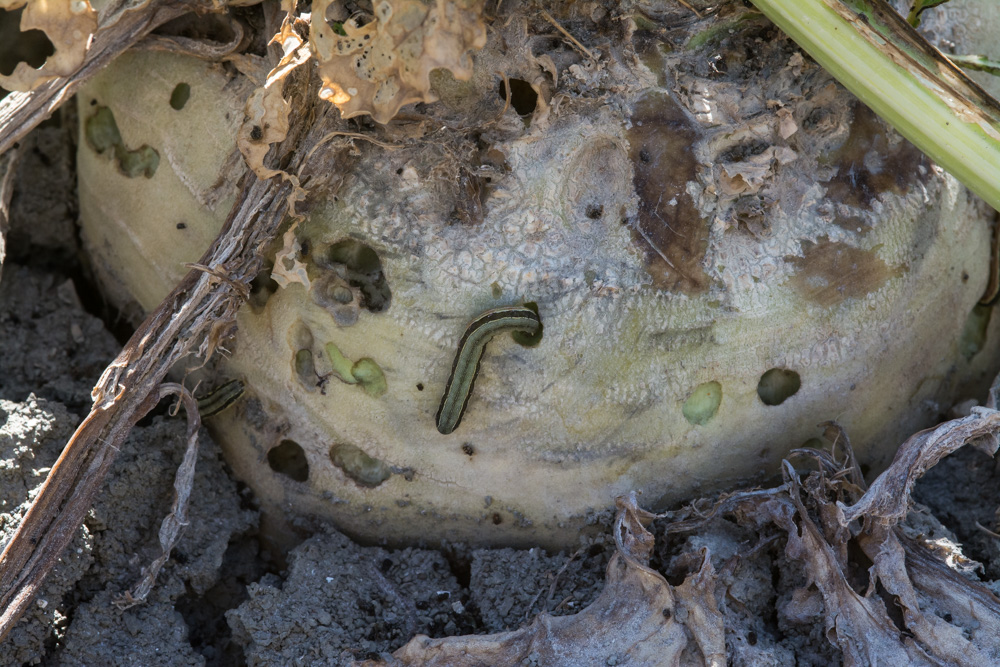 spodoptera_exigua__DSC5857.jpg