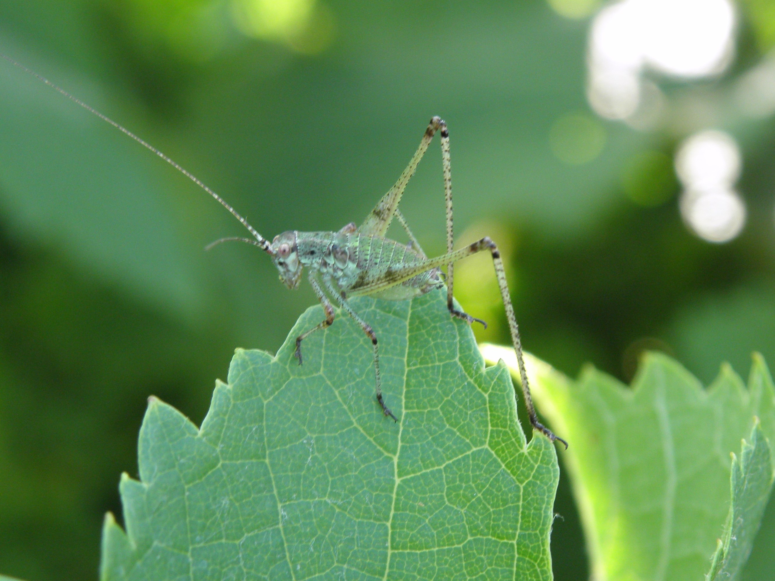P6180004_-_Copia.JPG