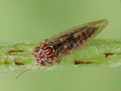 Cacopsylla_pyri_2.jpg