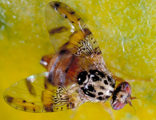 mosca_3.png