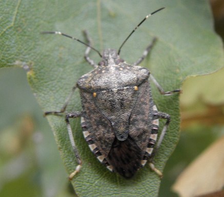 Halyomorpha_2017.JPG