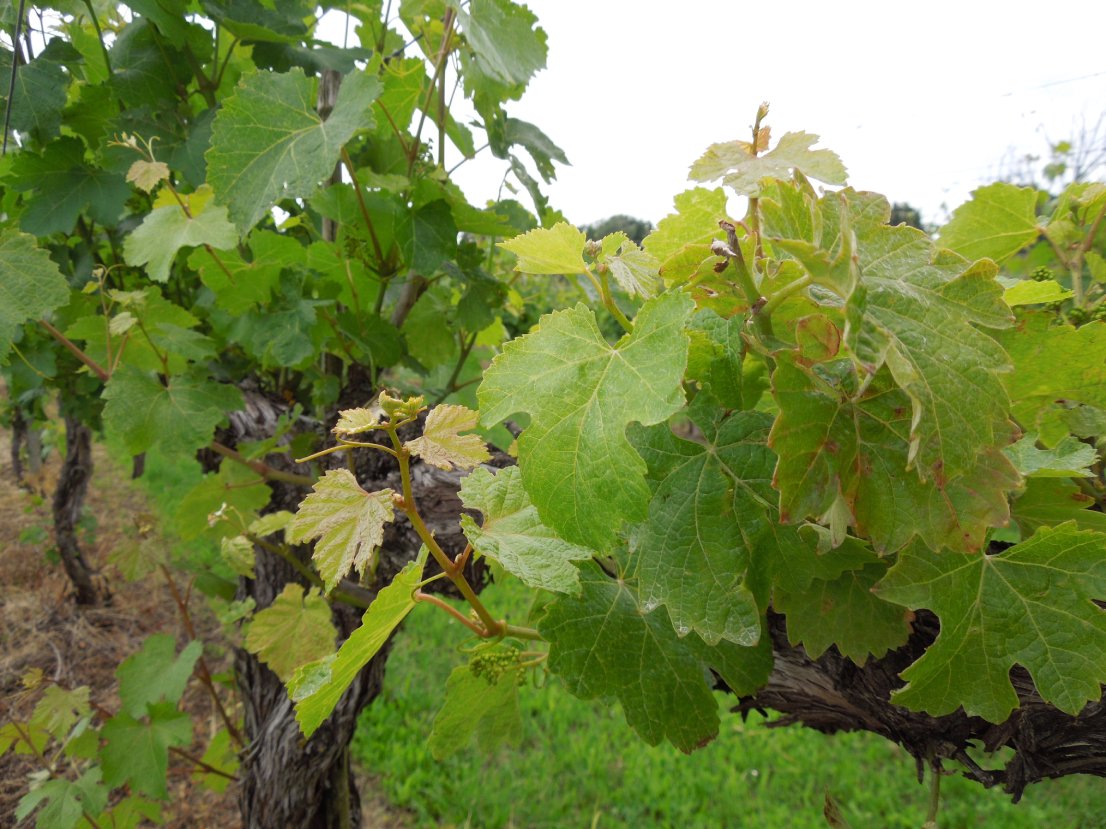 Sintomi_precoci_fine_maggio.JPG