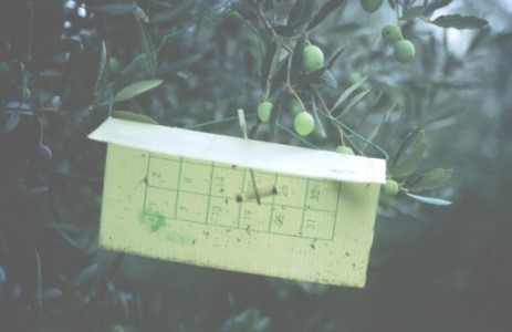 Mosca_ulivo_02.jpg