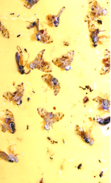 mosca_01.png
