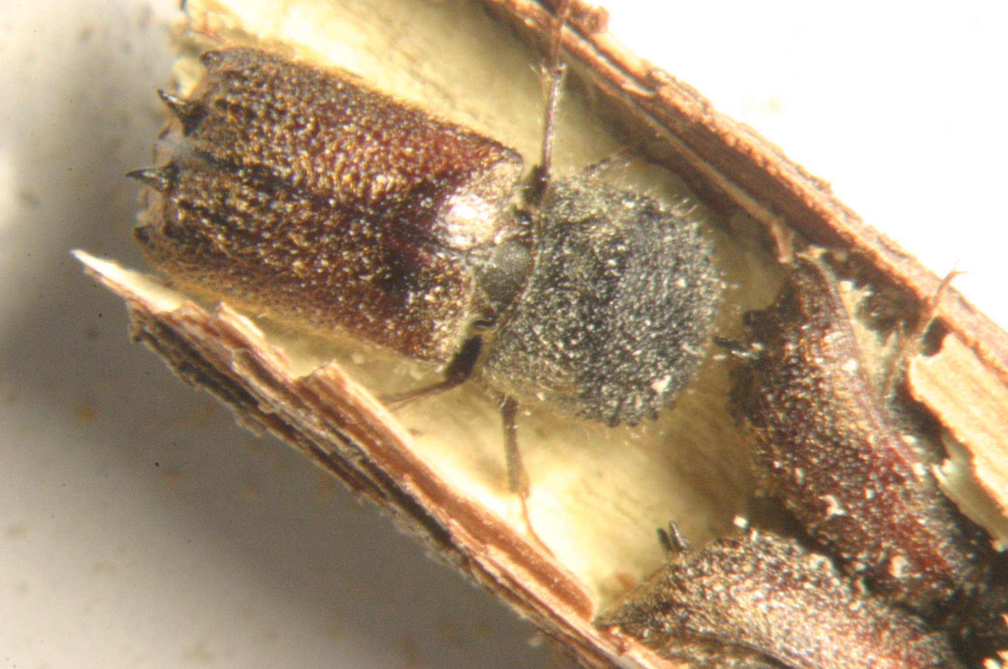 Bostrico_al_binoculare_1_-_Copia.jpg