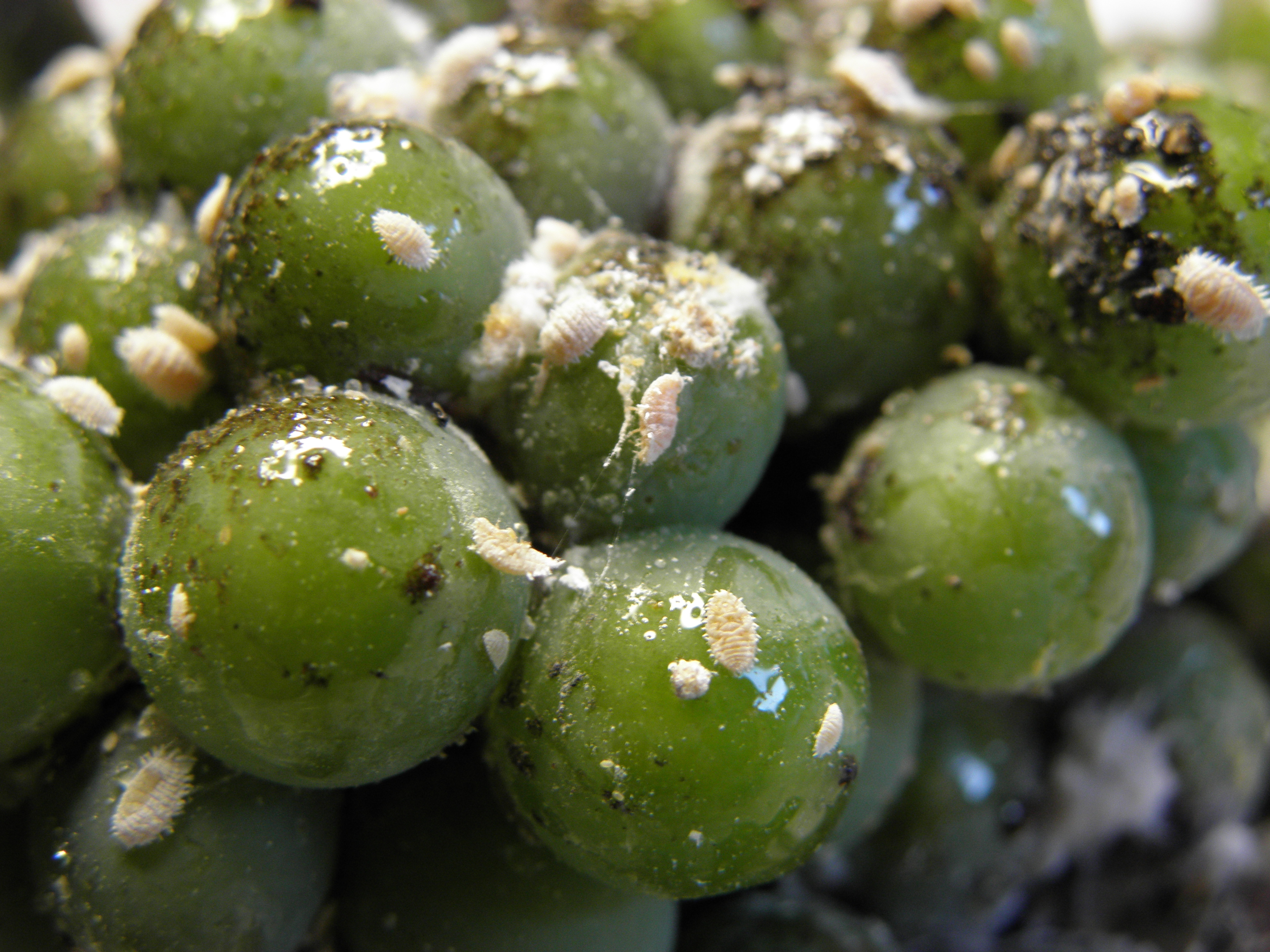Planococcus_ficus_estate_attacco_5.JPG
