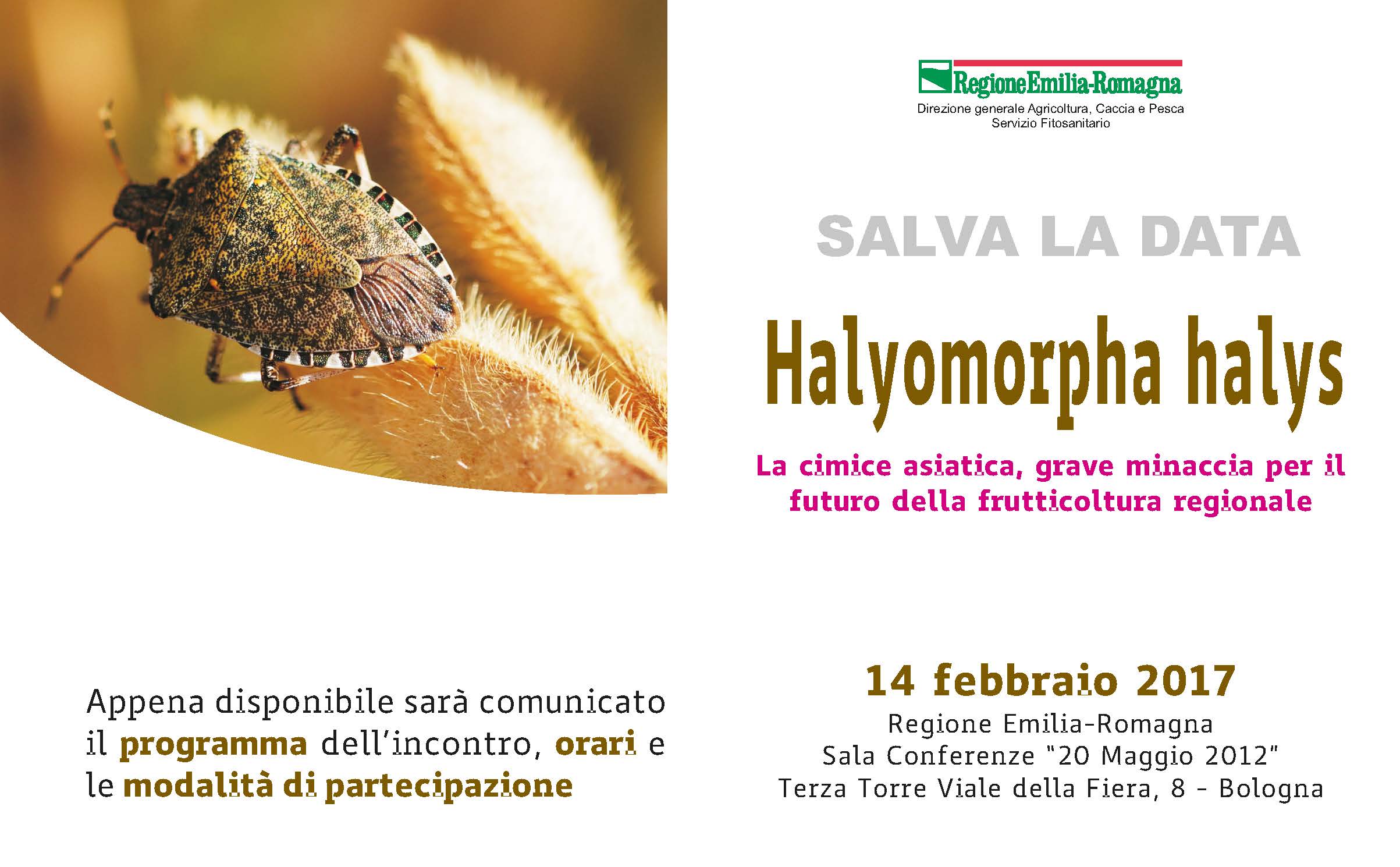 Salva_la_data_Halyomorpha.jpg