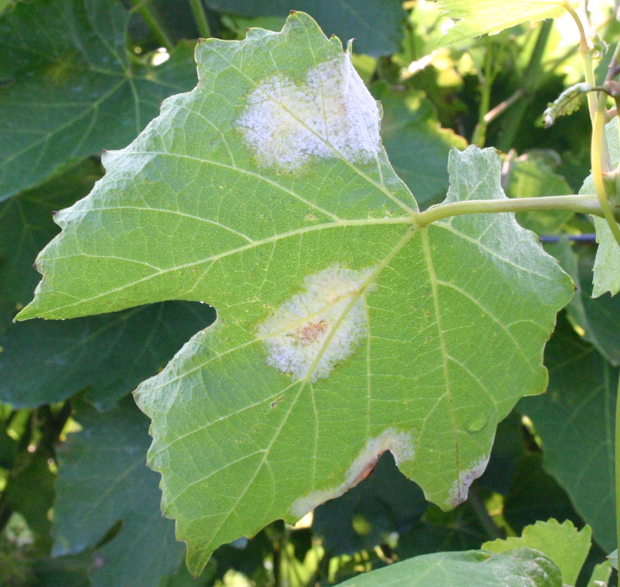 19-6-04_peronospora_1_-_Copia.jpg