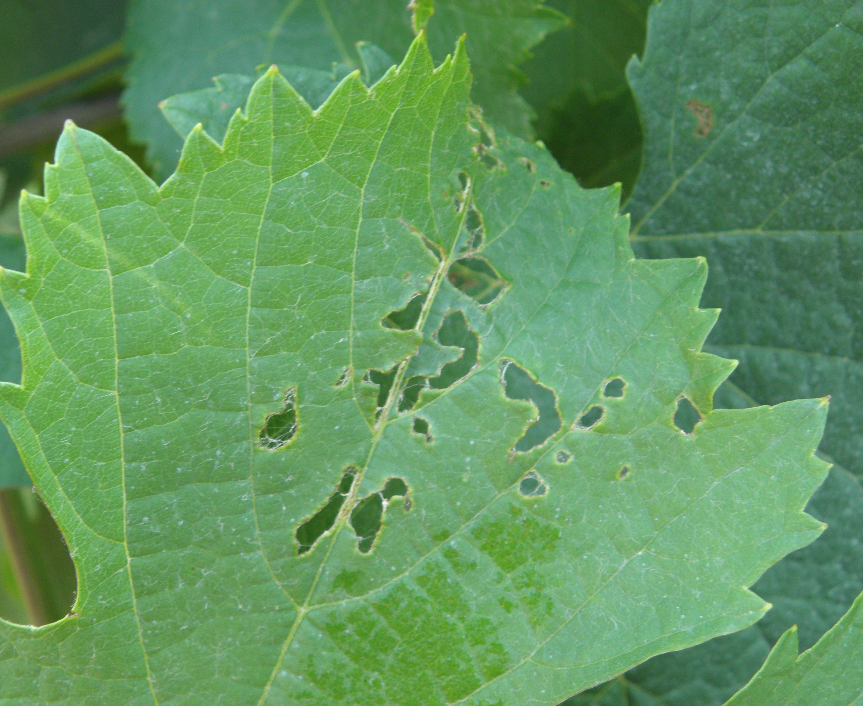 P6180009_-_Copia.JPG