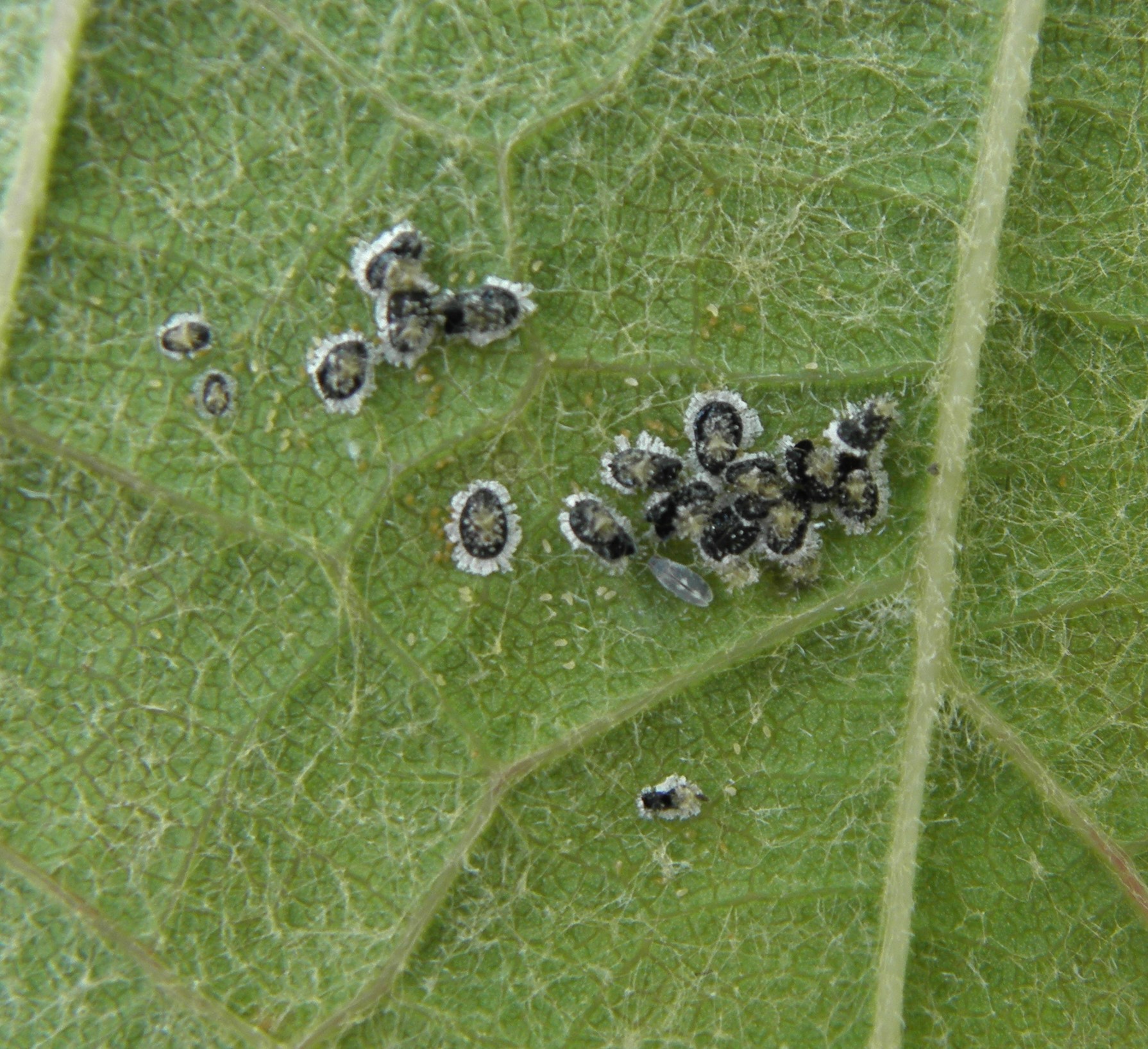 ALEUROCANTHUS_SPINIFERUS.JPG