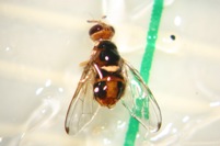 mosca_olivo.jpg