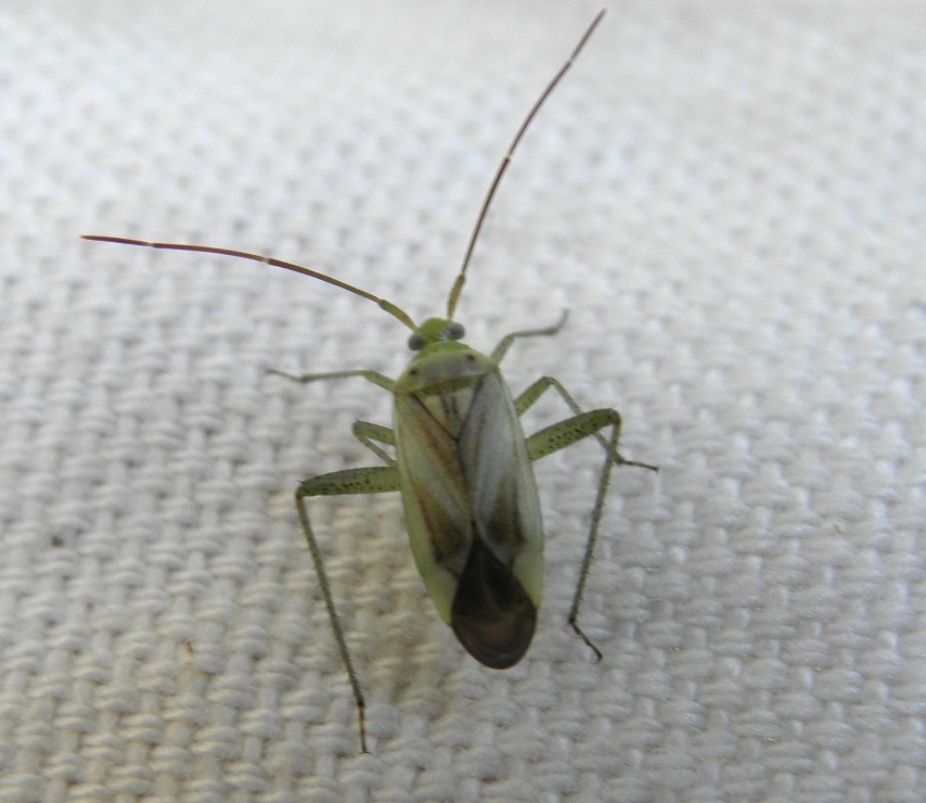 adelphocoris2.JPG