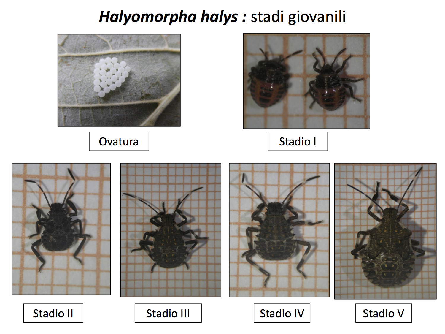 Ovature_e_stadi_giovanili.jpg