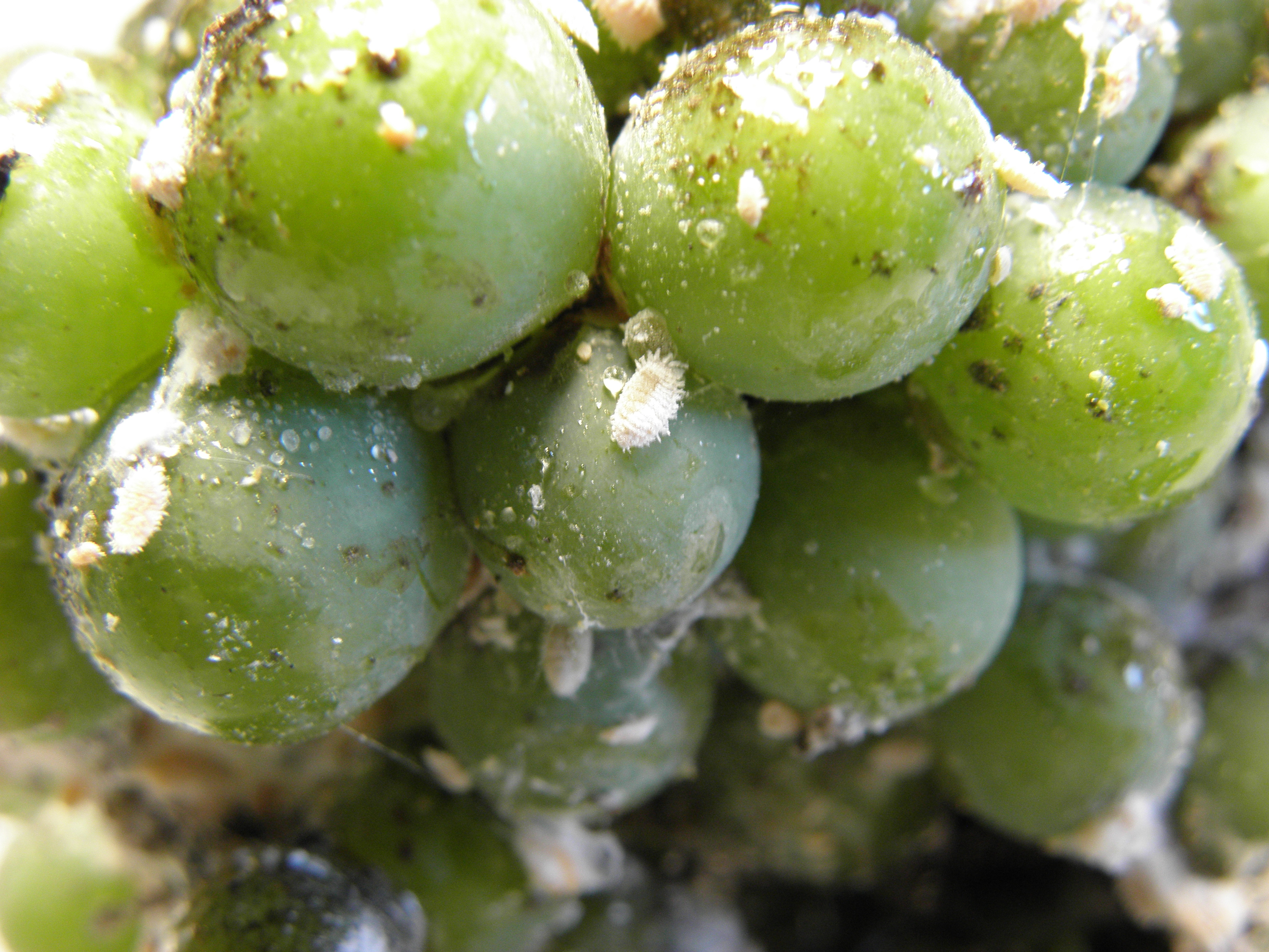 Planococcus_vitis_estate_attacco_6.JPG