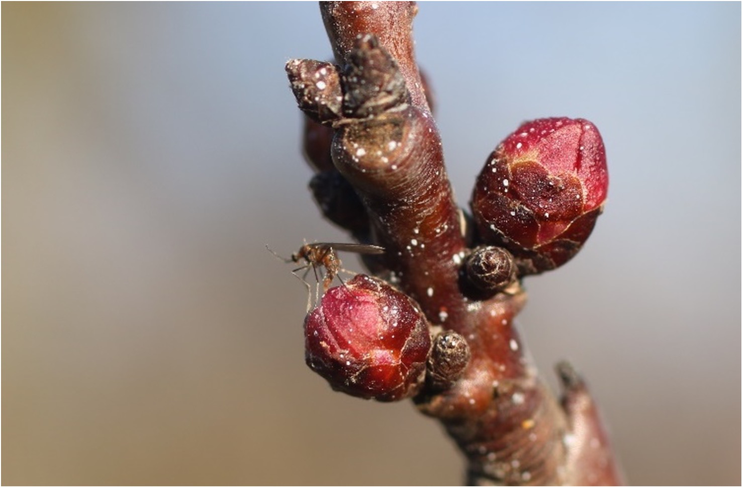 Contarinia_pruniflorum.jpg