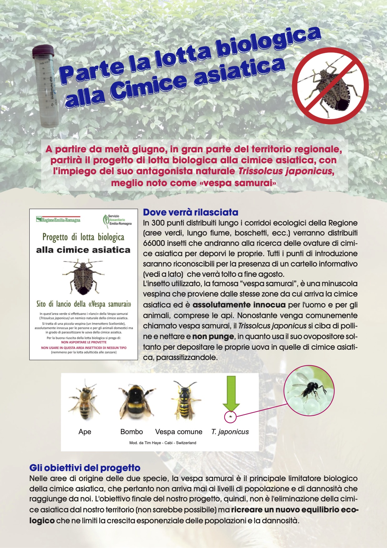 Volantino_Trissolcus_japonicus.jpg