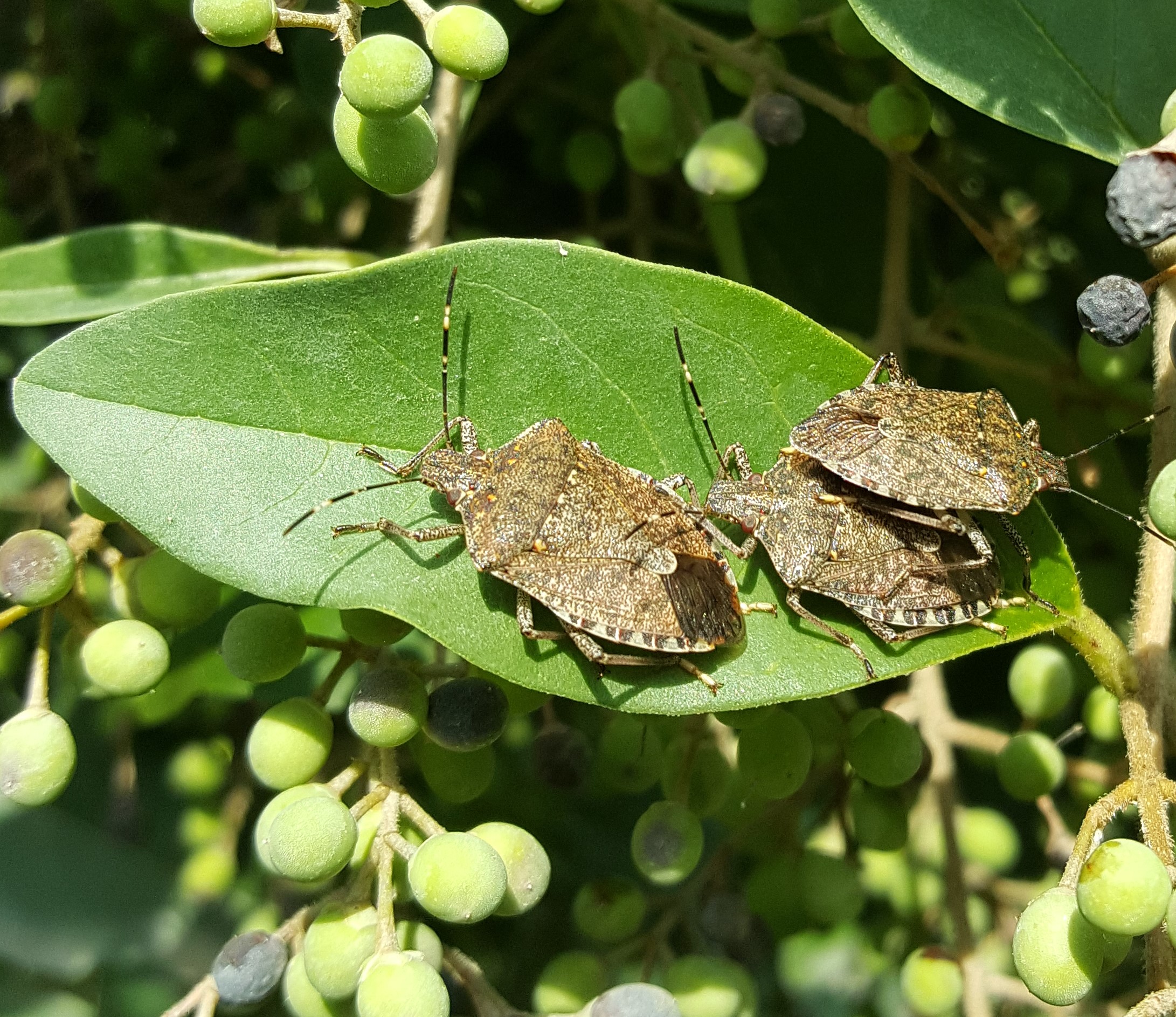 Halyomorpha_news.jpg