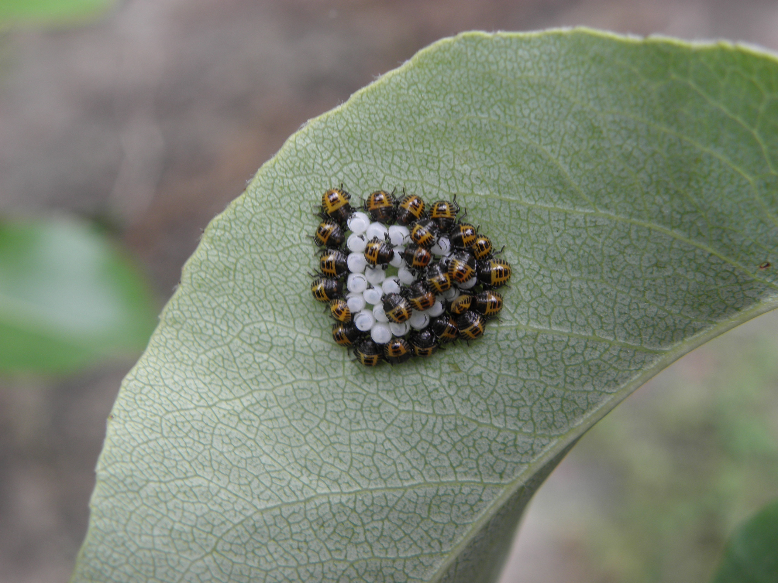 Halyomorpha_uova.JPG