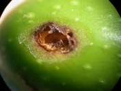frutto_mosca_olivo.jpg