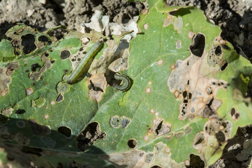 spodoptera_exigua__DSC5898.jpg