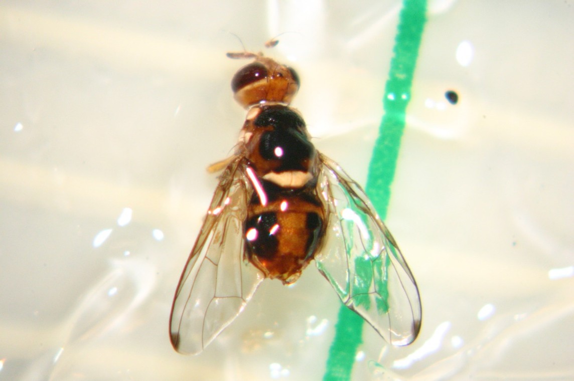 Mosca_delle_Olive.jpg