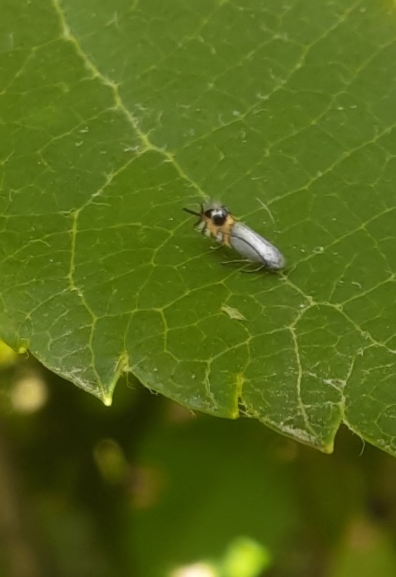CEMIOSTOMA_01.jpg