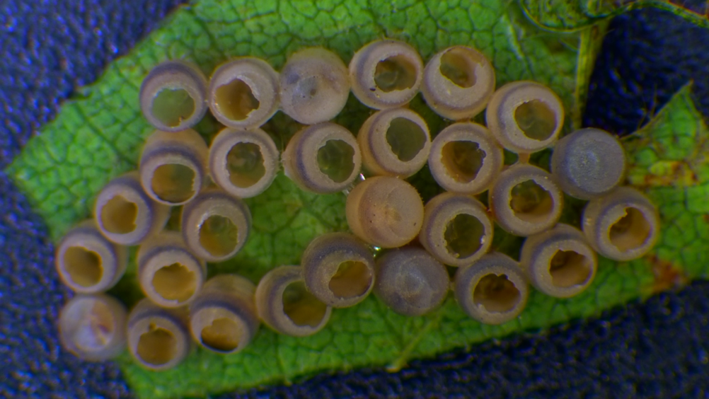 Trissolcus_japonicus.png