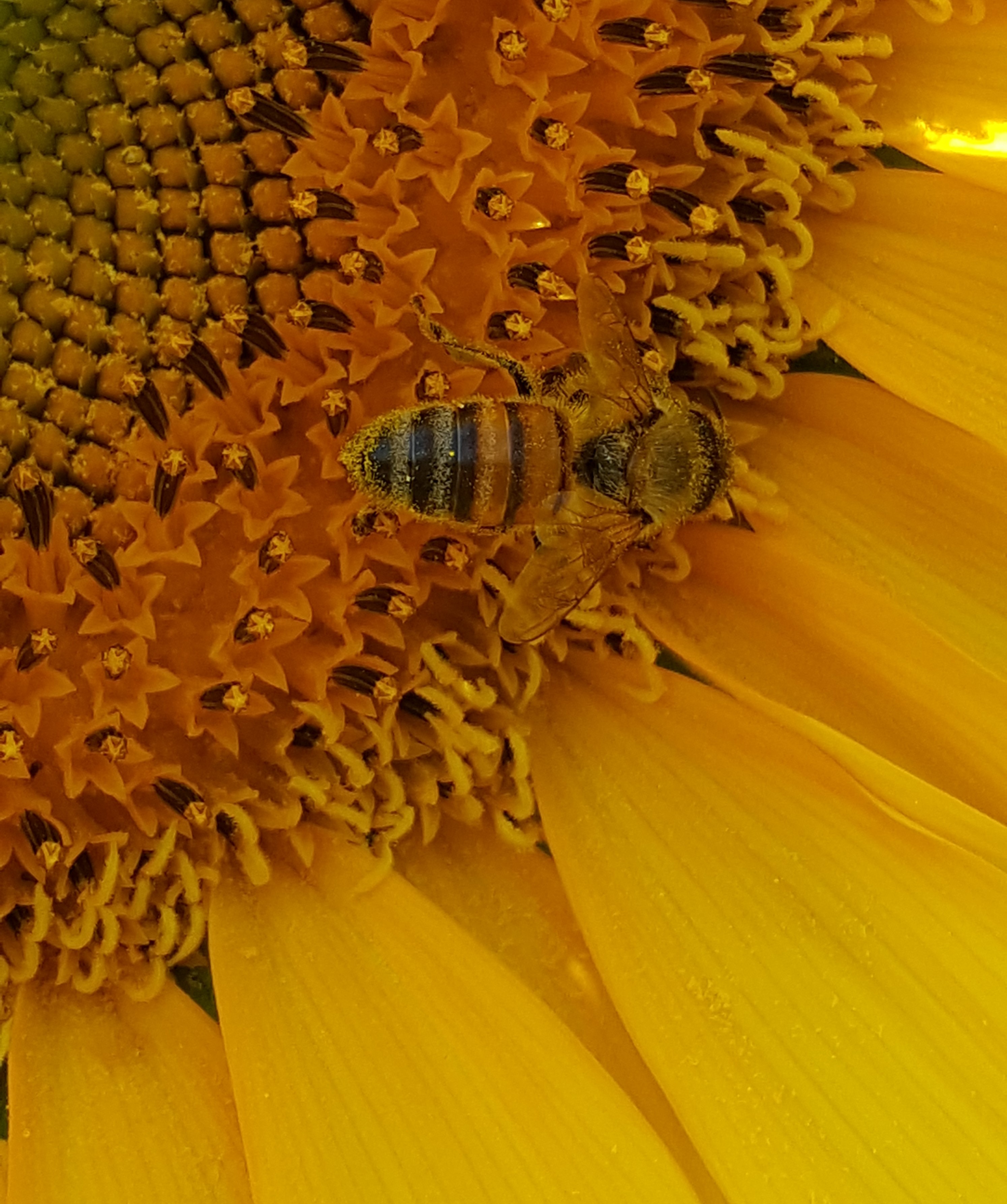 Girasole_4.jpg