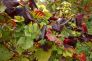 Flavescenza dorata: locandina per gli interventi obbligatori 2018