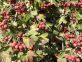 Divieto a nuovi impianti di Crataegus
