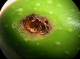 Mosca_02.png