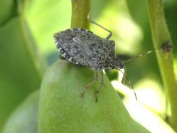 Halyomorpha_2.JPG