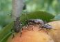 Halyomorpha halys: pericolo drupacee
