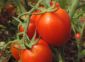 Rame Pomodoro