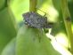 Halyomorpha halys: il materiale del convegno del 6 febbraio
