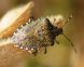 Monitoraggio cimice asiatica