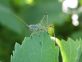 Ritrovamenti di Barbitistes vicetinus su vite