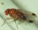 Primi ritrovamenti di Drosophila suzukii su uva