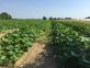 Difesa del melone e del cocomero dall’oidio