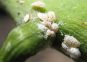 Approfondimento cocciniglie farinose