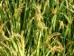 Deroga per l’intero territorio della Regione Emilia-Romagna per l'utilizzo del formulato Acanto (a base di Picoxystrobin) in alternativa ad Azoxystrobin per la difesa del riso dal brusone (Pyricularia oryzae) e dall'elmintosporiosi