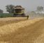 Nuova deroga territoriale per l’esecuzione di un intervento con gliphosate su stoppie di frumento