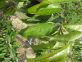 ACARI CILIEGIO