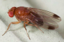 uso eccezionale di Exirel per D.suzukii ciliegio
