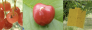Volo di Drosophila suzukii in incremento